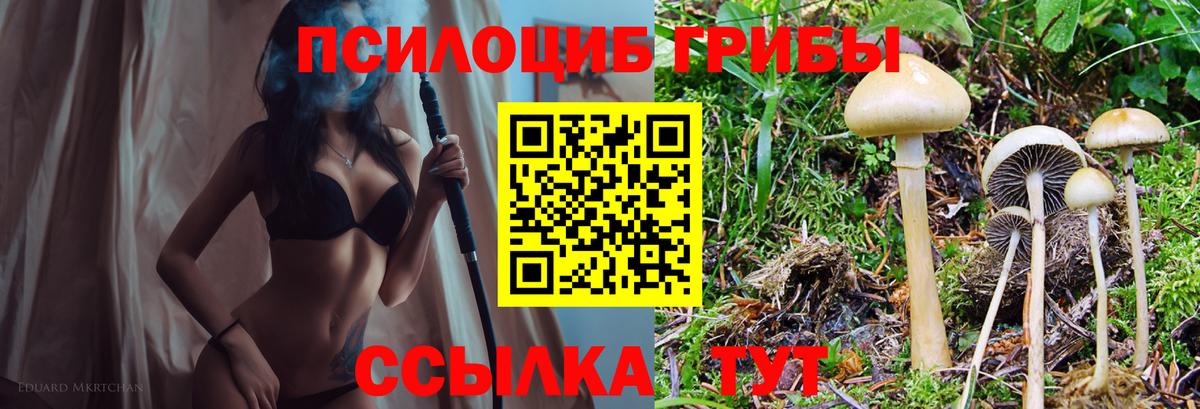 Галлюциногенные грибы Psilocybe  Вход с VPN  Сосновоборск  Псилоцибиновые грибы прущие грибы 